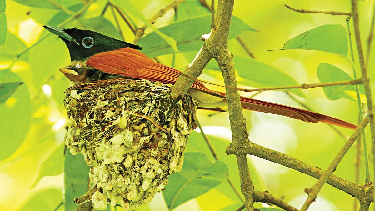 রাজশাহীর সায়েন্স ল্যাবরেটরির জামবাগানে বাচ্চাসহ স্ত্রী দুধরাজ l ছবি: লেখক