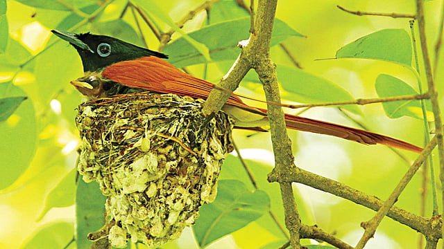 রাজশাহীর সায়েন্স ল্যাবরেটরির জামবাগানে বাচ্চাসহ স্ত্রী দুধরাজ l ছবি: লেখক