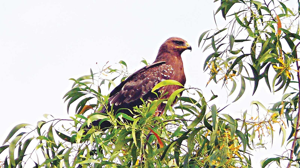 গাজীপুর থেকে ছোট চিত্রা ইগলের এই ছবি তুলেছেন আ ন ম আমিনুর রহমান