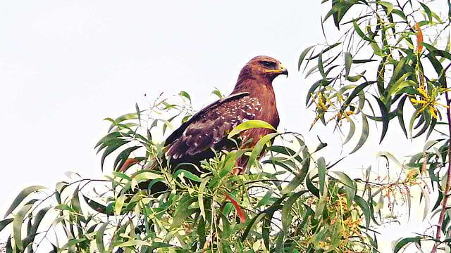 গাজীপুর থেকে ছোট চিত্রা ইগলের এই ছবি তুলেছেন আ ন ম আমিনুর রহমান