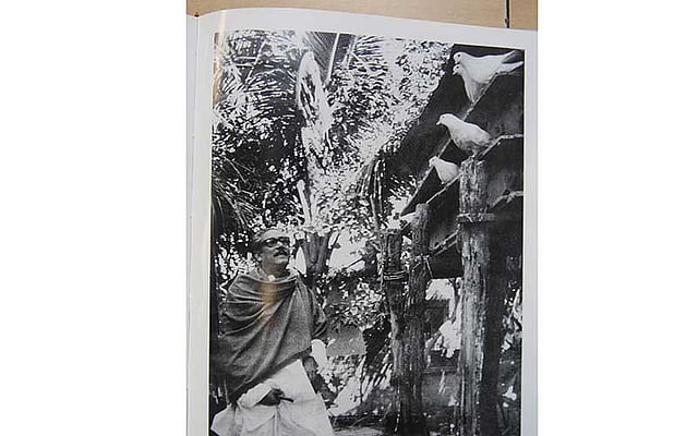 কবুতর ভালোবাসতেন বঙ্গবন্ধু। ছবি: সংগৃহীত