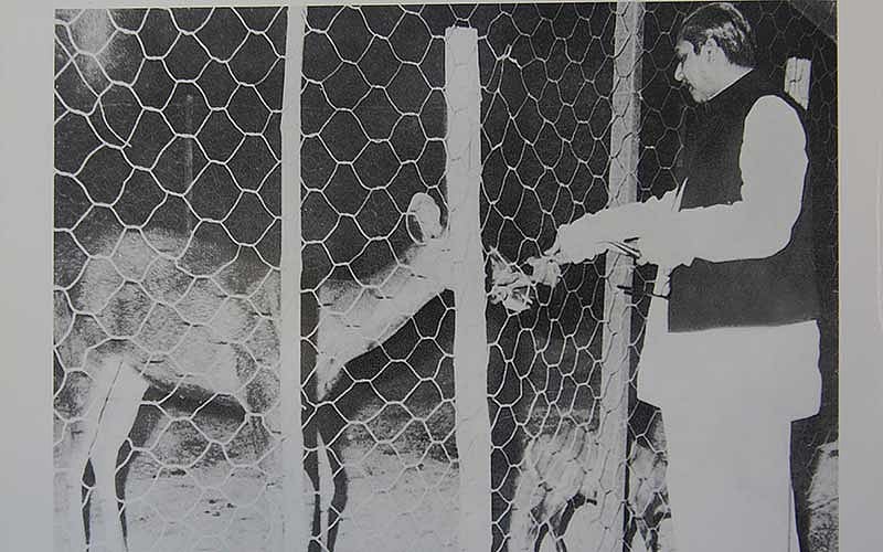 খাঁচায় প্রাণীদের কিছু খাওয়াচ্ছেন বঙ্গবন্ধু। ছবি: ‘জাতির জনক’ বই থেকে সংগৃহীত