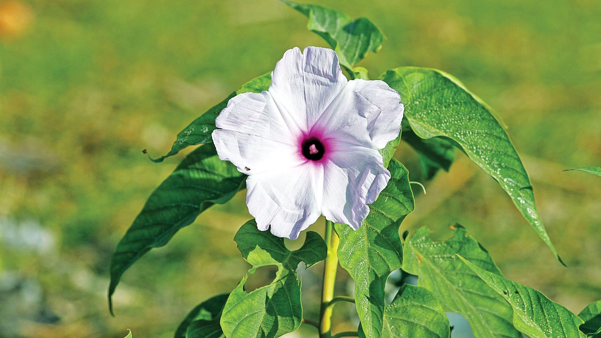 ঢোলকলমি, সেন্ট মার্টিন দ্বীপ থেকে তোলা ছবি l লেখক