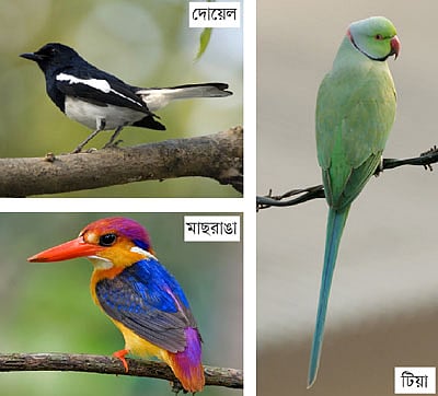 বাংলাদেশে রয়েছে নানা জাতের পাখি