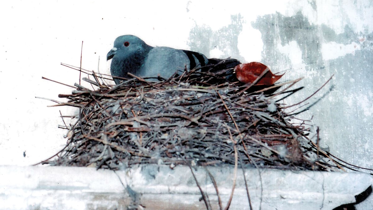 বুনো কবুতর l ছবি: তানভীর খান