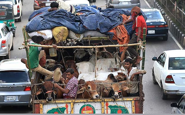 রাজধানীতে আসতে শুরু করেছে কোরবানির পশু। কুষ্টিয়া থেকে দীর্ঘ পথ পাড়ি দিয়ে কমলাপুর নিয়ে যাচ্ছে এই গরুগুলো। হঠাৎ যেন অসুস্থ হয়ে না পড়ে, সেই আশঙ্কায় পাখা দিয়ে বাতাস করছেন এক ব্যাপারী। গতকাল শনিবার দুপুরে মহাখালী এলাকা থেকে তোলা ছবি। ছবি: আশরাফুল আলম