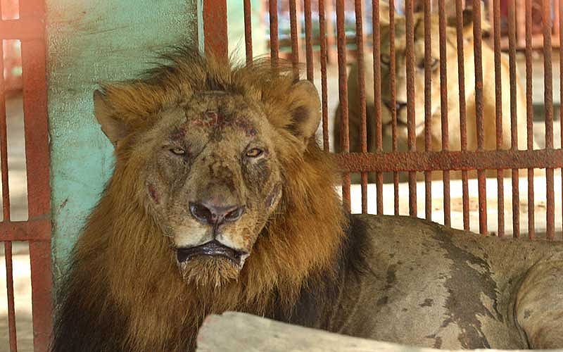 জাতীয় চিড়িয়াখানার খাঁচা থেকে বেরিয়ে গেল সিংহী, দুই ঘণ্টা পরে নিয়ন্ত্রণে