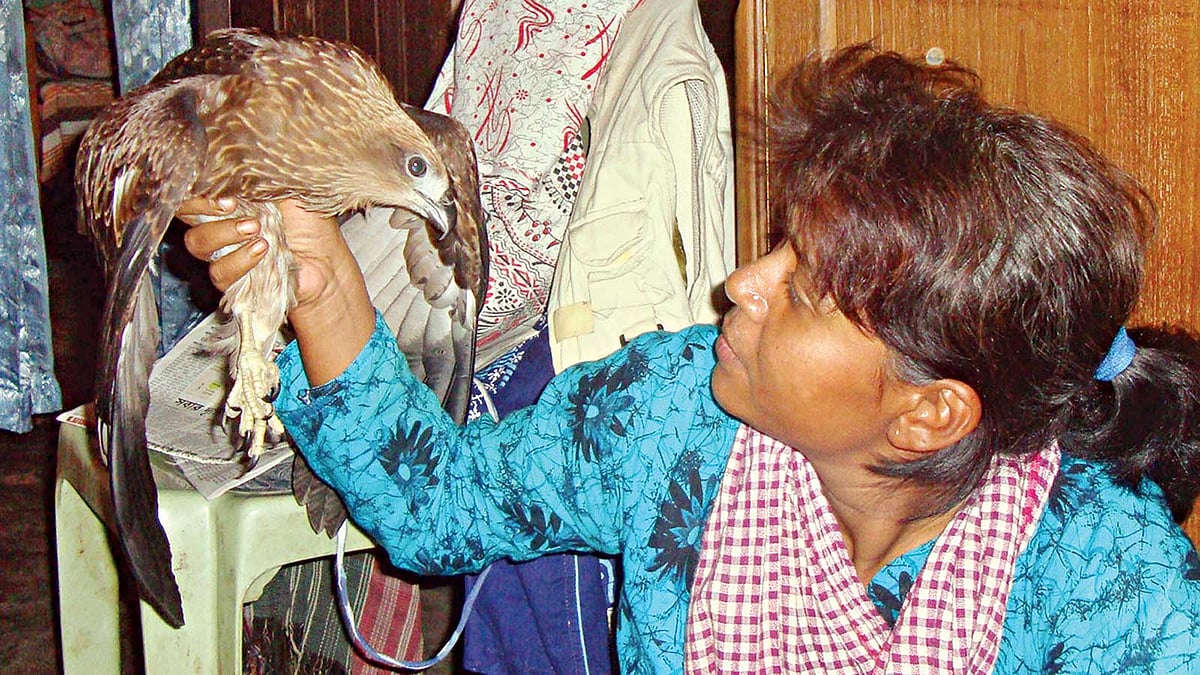 একটি আহত ভুবনচিলকে সেবা দিচ্ছেন তানিয়া খান l ছবি: সংগৃহীত