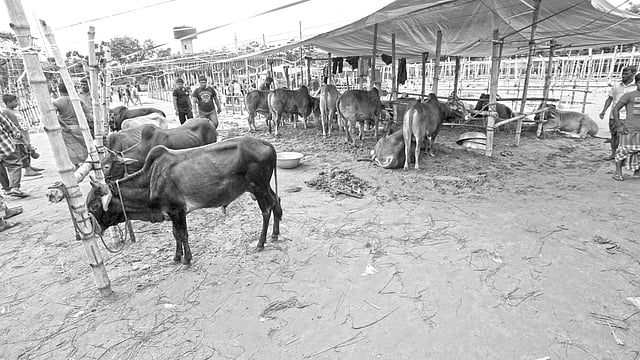 নারায়ণগঞ্জে জেলা ক্রীড়া সংস্থার খালি জায়গায় গরুর অবৈধ হাট। গতকাল তোলা ছবি l প্রথম আলো