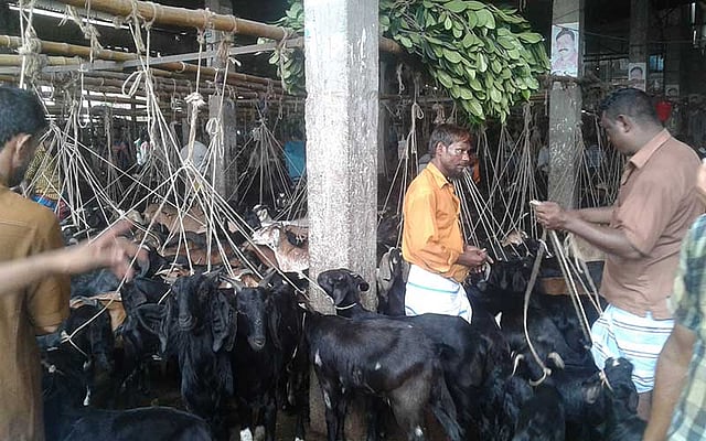 রাজধানীর সবচেয়ে বড় ছাগলের হাটটি যাত্রাবাড়ীতে। দেশের বিভিন্ন জেলা থেকে ছাগল আসে এখানে। অপেক্ষাকৃত কম দামে ছাগল পাওয়া যায় এই হাটে। ছবি: আসাদুজ্জামান