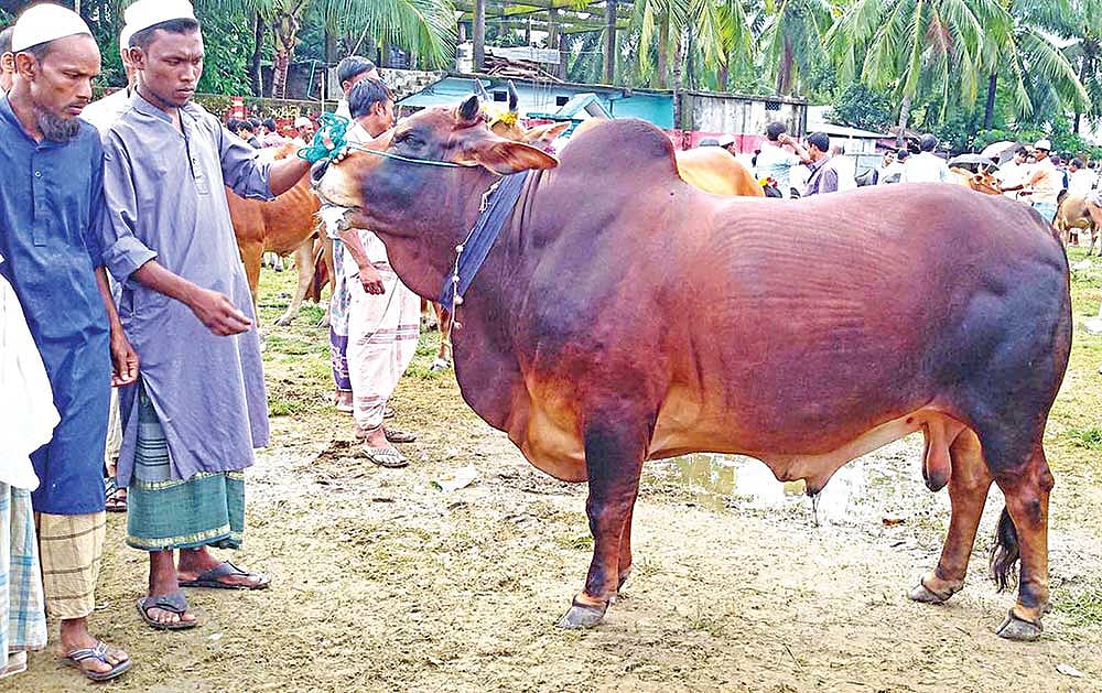 টেকনাফে লাল–কালো রঙের মেসি নামের এই গরুটির দাম হাঁকা হয়েছে পাঁচ লাখ টাকা। ছবিটি গত মঙ্গলবার তোলা l প্রথম আলো