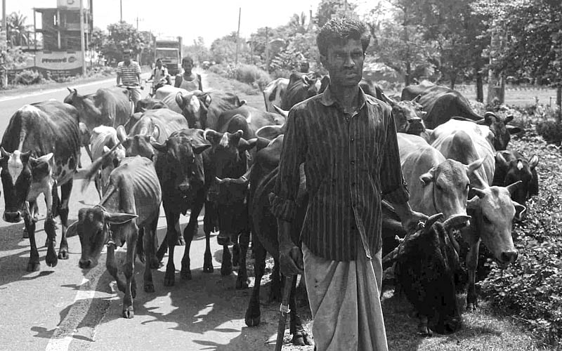 পাবনার ঈশ্বরদীর দিয়াড় বাঘইল গ্রামে কঠোর পরিশ্রম ও নিরন্তন চেষ্টায় গড়ে তোলা হয়েছে দেশি গরুর খামার। শুরুতে একটিমাত্র গাভি ছিল, এখন সেখানে ১০০টি হয়েছে l ছবি: প্রথম আলো