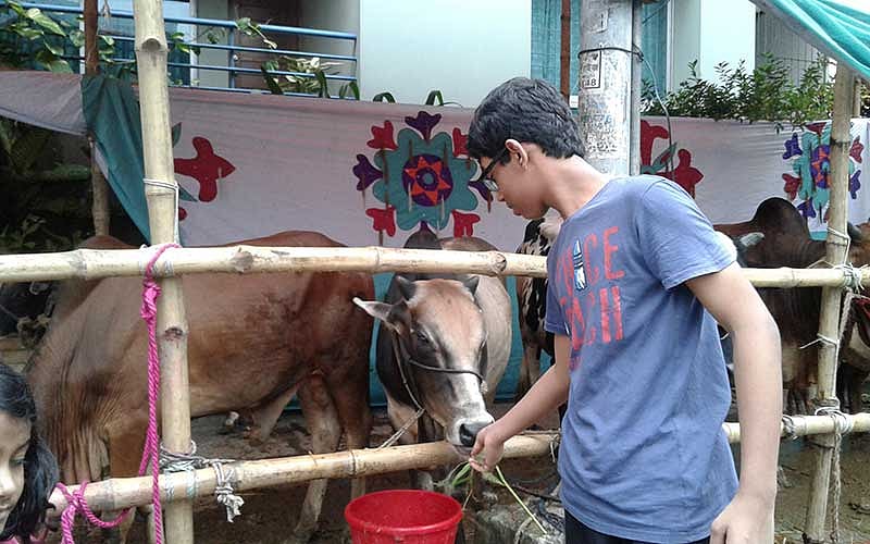 গরুকে খাইয়ে দিচ্ছে দুই ভাইবোন। ছবি: আবদুর রশিদ