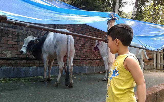 কোরবানির জন্য কিনে আনা গরু দেখছে এক শিশু। ছবি: আবদুর রশিদ