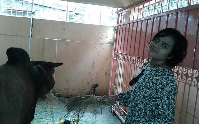 গরুকে বিচালি খাওয়ানো হচ্ছে। ছবি: আবদুর রশিদ