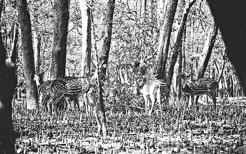 রামপাল বিদ্যুৎকেন্দ্রের কারণে সুন্দরবনের ক্ষতি হবে