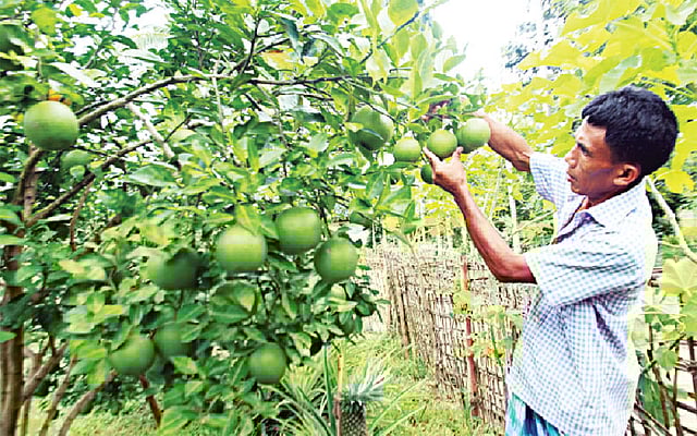 নিজ বাগান থেকে পরিপক্ক মাল্টা সংগ্রহ করছেন চাষি সমবর্তন দেওয়ান। ছবিটি ১৮ ​ে​সপ্টেম্বর খাগড়াছড়ি শহরের মধ্যম খবংপুড়িয়া এলাকা থেকে তোলা l নীরব চৌধুরী