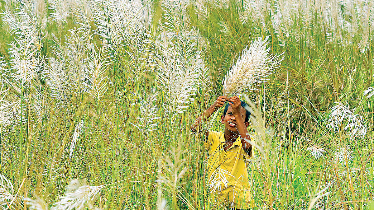 কাশফুল। খিলক্ষেতের বনরূপা এলাকা থেকে ৬ সেপ্টেম্বর তোলা l আশরাফুল আলম