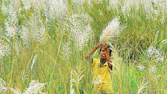 কাশফুল। খিলক্ষেতের বনরূপা এলাকা থেকে ৬ সেপ্টেম্বর তোলা l আশরাফুল আলম