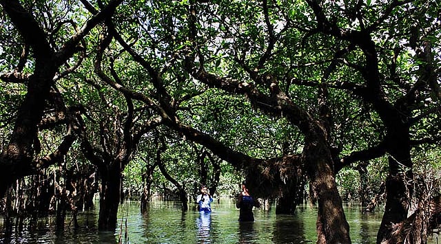 সিলেটের গোয়াইনঘাট উপজেলায় অবস্থিত জুগিরকান্দি জলারবন। স্থানীয়রা এ বনের নাম দিয়েছে মায়াবন। ইতিমধ্যে এটি ভ্রমণ পিপাসুদের কাছে বেশ জনপ্রিয় হয়ে উঠেছে। মায়াবনের চারদিকের অথই পানিতে সারি সারি গাছের বিশাল এক জঙ্গল। উত্তরে রয়েছে সারি ও পিয়াইন নদীর মিলনস্থল। ছবি: আনিস মাহমুদ