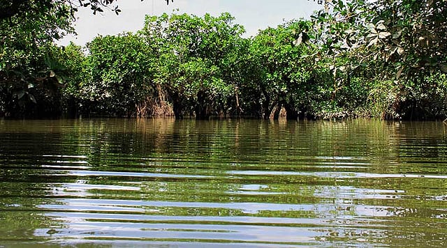 সারি সারি গাছের মাঝে টল টল পানি। ছবি: আনিস মাহমুদ