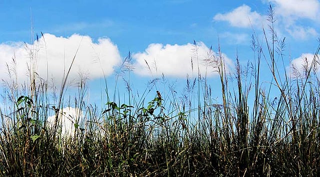 কাশবনে বসে আছে পথিক পাখি। ছবি: আনিস মাহমুদ