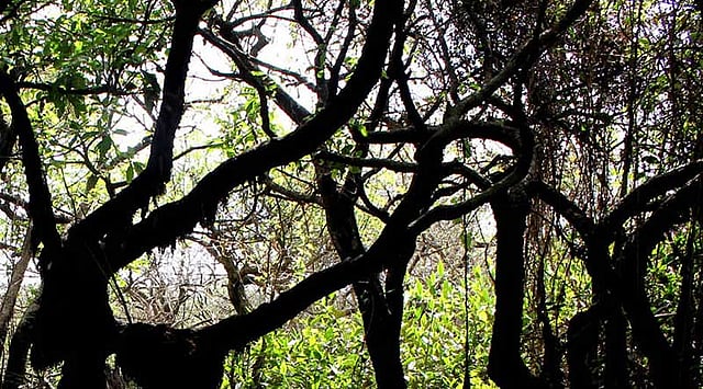 হিজল-করচ গাছের এমন দৃশ্যে চোখ জুড়ায় পর্যটকদের। ছবি: আনিস মাহমুদ