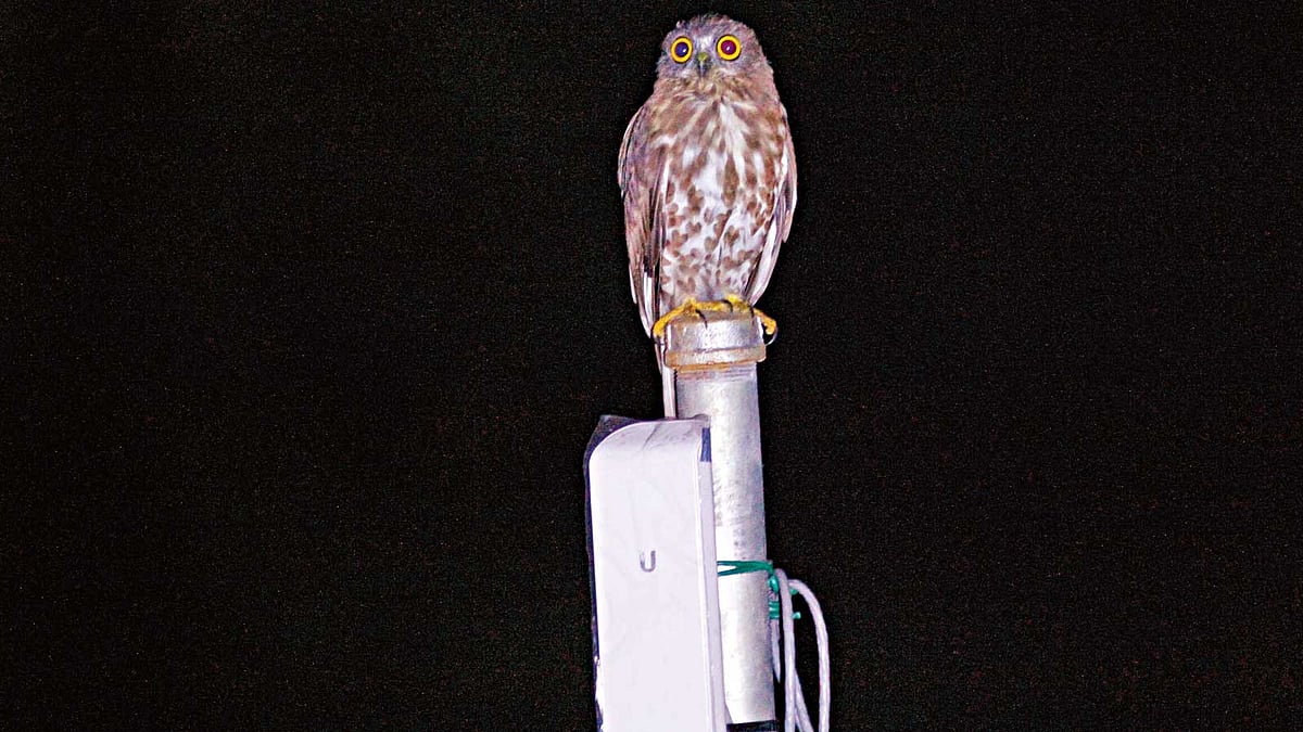 শিকড়ে-প্যাঁচা। তেঁতুলিয়া থেকে ছবিটি তোলা l লেখক