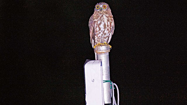 শিকড়ে-প্যাঁচা। তেঁতুলিয়া থেকে ছবিটি তোলা l লেখক