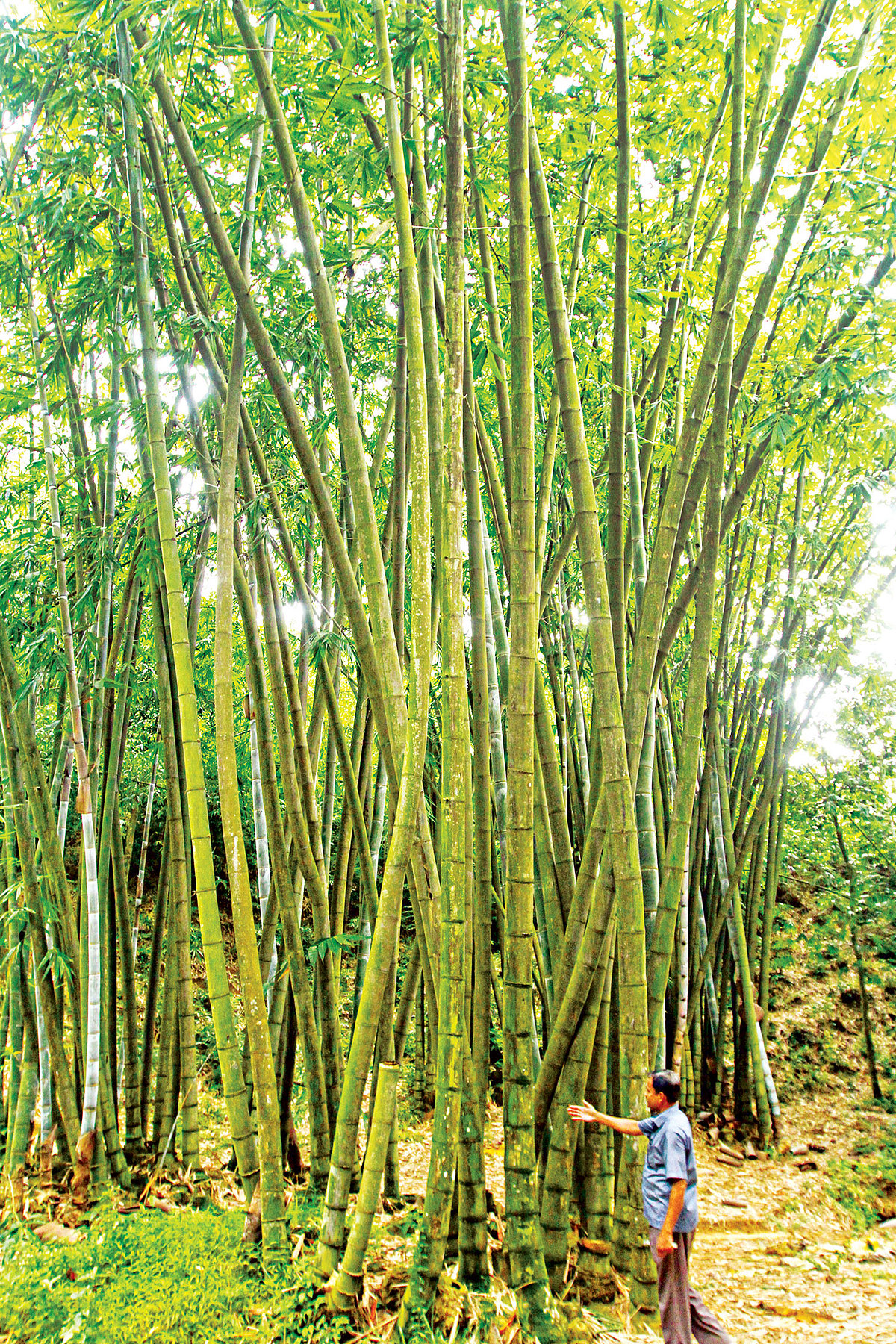 চট্টগ্রামে বাঁশ উদ্যানে ভুদুম প্রজাতির দেশি বাঁশের ঝাড়। পূর্ণবয়স্ক এই বাঁশের উচ্চতা হয় ১০০ ফুটের ওপরে l ছবি: প্রথম আলো
