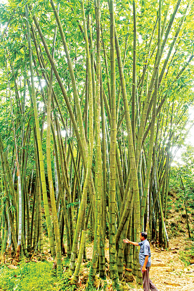 চট্টগ্রামে বাঁশ উদ্যানে ভুদুম প্রজাতির দেশি বাঁশের ঝাড়। পূর্ণবয়স্ক এই বাঁশের উচ্চতা হয় ১০০ ফুটের ওপরে l ছবি: প্রথম আলো