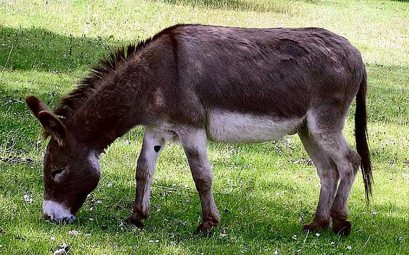 চীন ও আফ্রিকার মধ্যে গাধা ব্যবসা বাড়ছে।