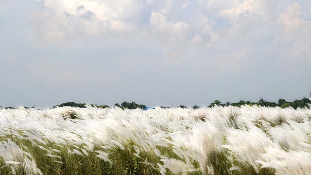 বাতাসে দোল খাচ্ছে শরতের শুভ্র কাশফুল। ছবিটি আজ সোমবার পূর্বাচল থেকে তোলা। ছবি: ফোকাস বাংলা