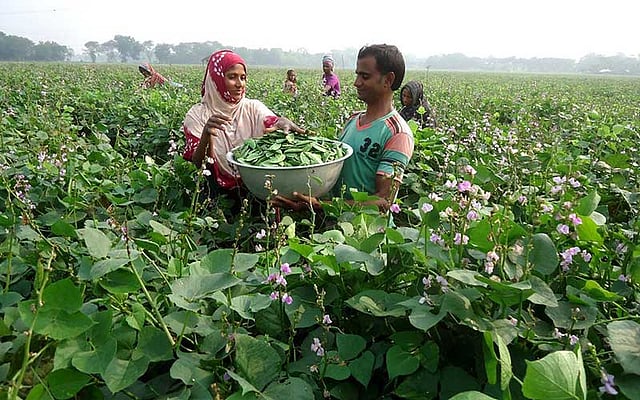 পাবনার ঈশ্বরদীর মুলাডুলিতে খেত থেকে শিম তোলা হচ্ছে। ছবিটি সম্প্রতি তোলা। ছবি: প্রথম আলো