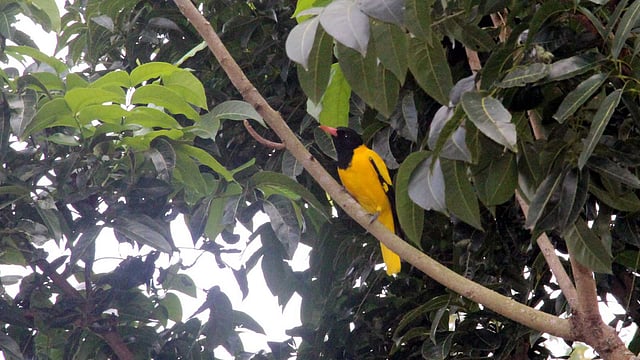 গাছের ডালে হলদে পাখি। ছবিটি আজ মঙ্গলবার সকালে মানিকগঞ্জ সদর উপজেলার উঁচুটিয়া গ্রাম থেকে তোলা। ছবি: আব্দুল মোমিন