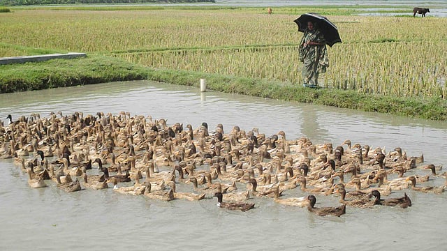 বাড়িতে হাঁসের খামার করেছেন রাজশাহীর বাগমারার বড় বিহানালীর রেনুকা বিবি। তাঁর খামারে আড়াই শ হাঁস আছে। ডোবায় হাঁস চরাচ্ছেন তিনি। ছবিটি গতকাল শুক্রবার তোলা। ছবি: মামুনুর রশিদ
