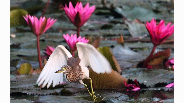 পদ্ম-ফোটা দিঘিতে খাবারের খোঁজে এক বক। ছবিটি গতকাল শুক্রবার রাজশাহী নগরের শিরোইল মোল্লা মিল এলাকা থেকে তোলা। ছবি: শহীদুল ইসলাম