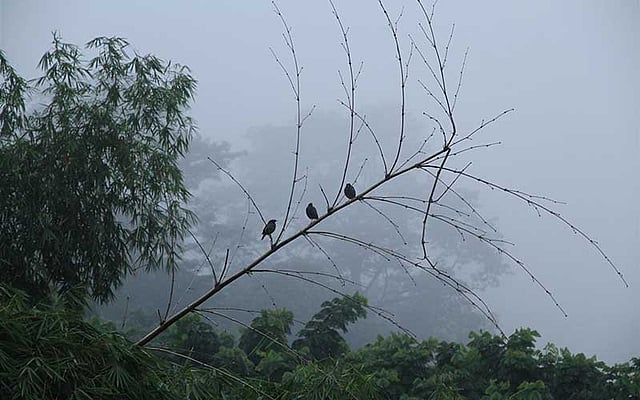হেমন্তের শুরুতেই শীতের আবহ প্রকৃতিতে। কুয়াশাঢাকা ভোরে বাঁশঝাড়ে তিনটি শালিকের কিচিরমিচির, ডাকাডাকি। ছবিটি বান্দরবান শহরের কেচিং ঘাটা এলাকা থেকে আজ শনিবার তোলা। ছবি: সুপ্রিয় চাকমা