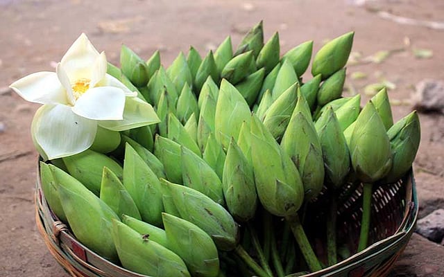 রংপুরে বিভিন্ন জলাশয়ে লাল, সাদা পদ্ম ফুল ফুটতে দেখা যায়। সেই ফুল রংপুর নগরে বিক্রি করতে এসেছেন এক ব্যক্তি। একটি ফুল বিক্রি হচ্ছে ১০ টাকায়। ছবিটি রংপুর নগরের তালতলা এলাকা থেকে আজ শনিবার দুপুরে তোলা। ছবি: মঈনুল ইসলাম