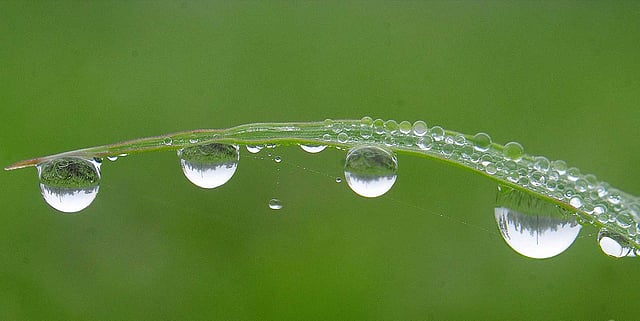 ঘাসের ওপর জমেছে বিন্দু বিন্দু শিশির। ছবিটি গতকাল শুক্রবার বগুড়া থেকে তোলা। ছবি: ফোকাস বাংলা