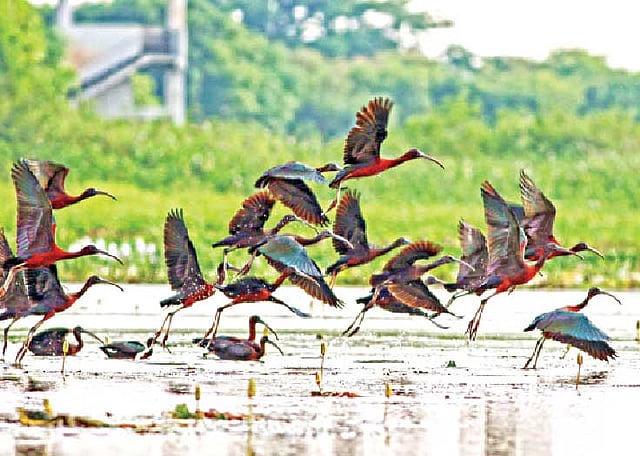গত মার্চে কালো কাঁচিচোরার এই ঝাঁকের ছবি বাইক্কা বিল থেকে তুলেছেন আদনান আজাদ