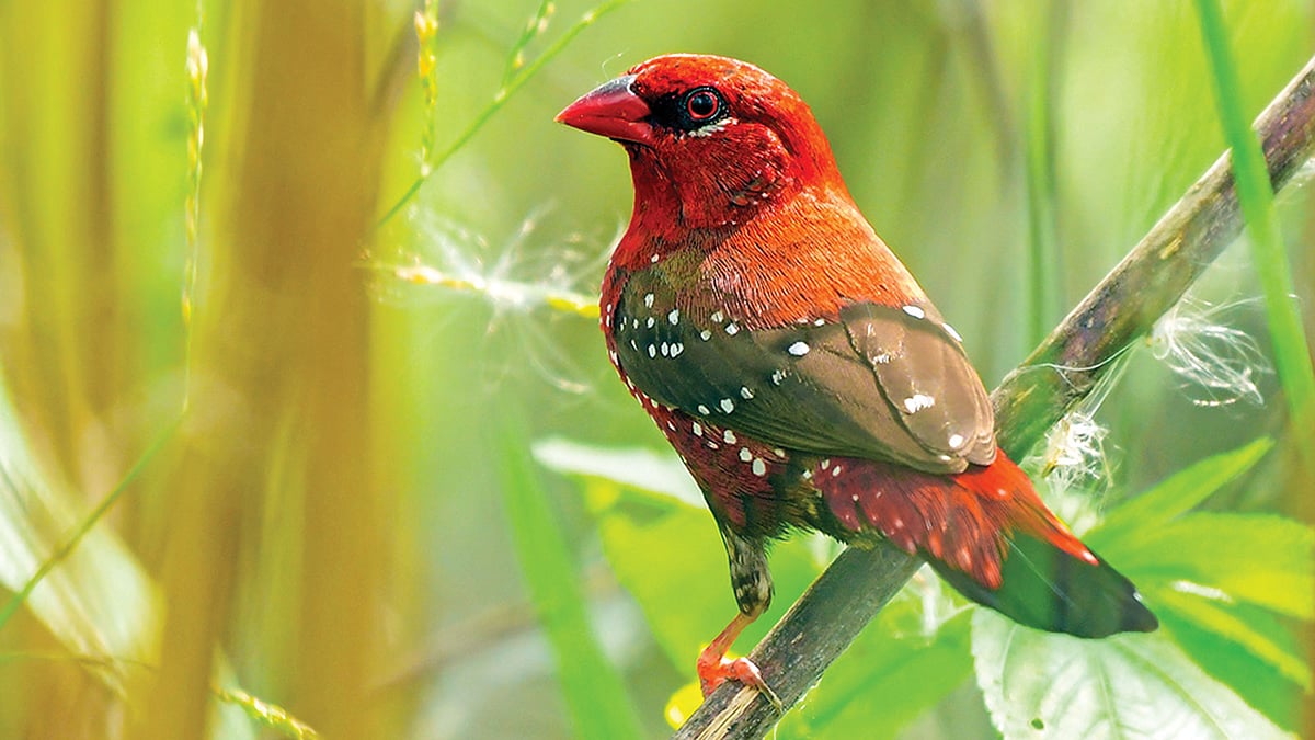 রাজশাহীর পদ্মার চর থেকে আলতা মুনিয়ার ছবিটি তুলেছেন মো. মারুফ রানা