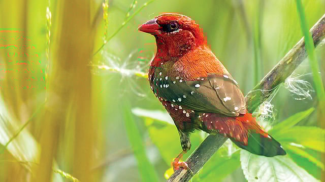 রাজশাহীর পদ্মার চর থেকে আলতা মুনিয়ার ছবিটি তুলেছেন মো. মারুফ রানা