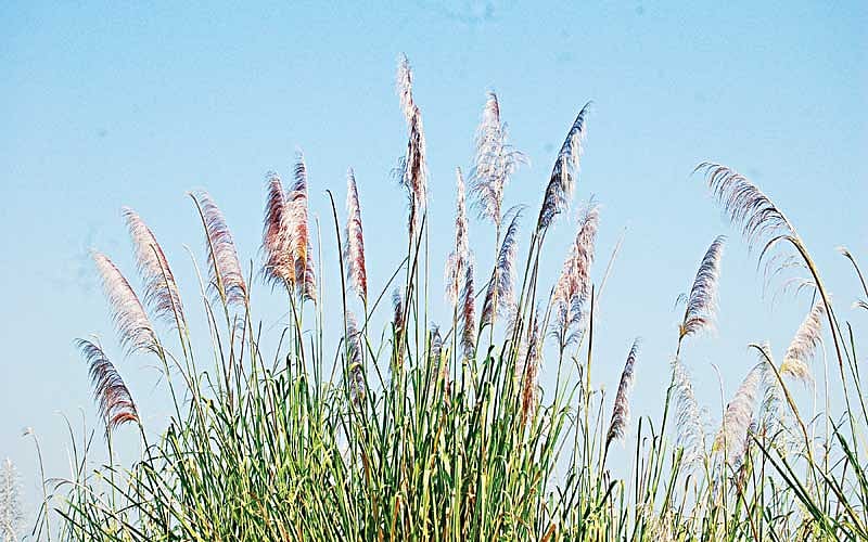 ফুটে আছে পাহাড়ি কাশফুল, হিমছড়ির পাহাড় থেকে তোলা ছবি l লেখক