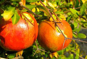 ডালিম খেলে রক্তে হিমোগ্লোবিন বাড়বে।