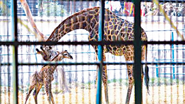 জাতীয় চিড়িয়াখানায় জিরাফ দম্পতি ছোট রানি ও ছোট রাজার প্রথম সন্তান জন্ম নেয় গত ৩ ফেব্রুয়ারি। সদ্য জন্ম নেওয়া সন্তানকে আদর করছে মা জিরাফ। গতকাল এই ছোট রানির মৃত্যু হয়। ছবিটি ৩ ফেব্রুয়ারি বিকেলে তোলা  l ফাইল ছবি