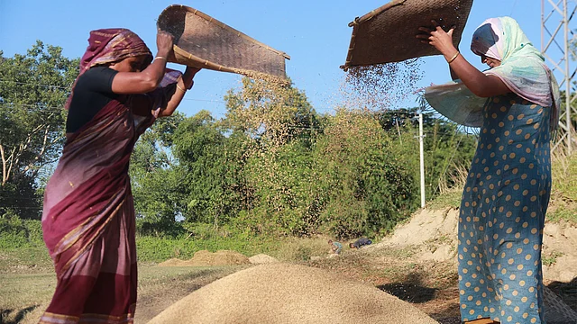 আমন ধান কাটা ও মাড়াই শেষ। এখন উঠোনে ধান ঝাড়তে ব্যস্ত কিষানিরা। ছবিটি আজ সোমবার দুপুরে সিলেটের ফেঞ্চুগঞ্জ উপজেলার খিলপাড়া এলাকা থেকে তোলা। ছবি: আনিস মাহমুদ