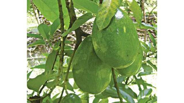 অ্যাভোকাডো