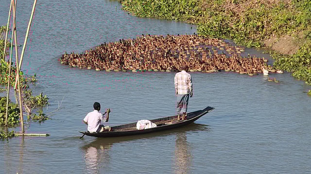 সিলেটের ফেঞ্চুগঞ্জের কটালপুর এলাকার হাওরে নিয়ে যাওয়া হচ্ছে হাঁসের ঝাঁক। হাঁসের পেছনে নৌকা নিয়ে যাচ্ছেন খামারি। হাওরে হাঁস পালন করে খামারিদের আর্থিক সচ্ছলতা ফিরেছে। ছবি: আনিস মাহমুদ