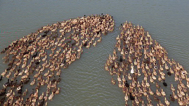 সারিবদ্ধ হয়ে হাওরের দিকে যাচ্ছে হাঁসের ঝাঁক। ছবি: আনিস মাহমুদ